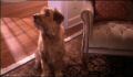 dr dolittle 3-avi_142.jpg